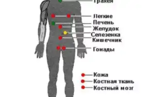 Методы и рекомендации для эффективной очистки организма от радиации