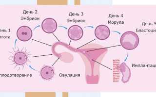 Факты и мифы о возможности почувствовать оплодотворение яйцеклетки