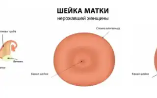 Особенности и изменения в влагалище во время беременности