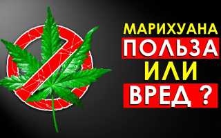 Алкоголь или марихуана: какой из них оказывает более разрушительное воздействие на организм? Мы изучаем вред и последствия.