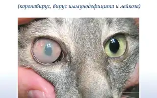 Спид у кошек – причины, симптомы и методы лечения вируса.