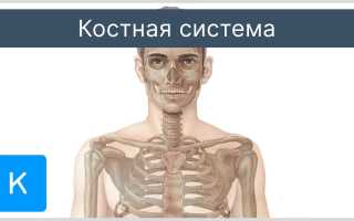 Состав и анатомическая структура лопатки в человеческом организме: полный обзор костей