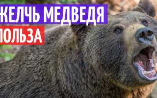 Польза и способы использования медвежьей желчи: особенности и применение