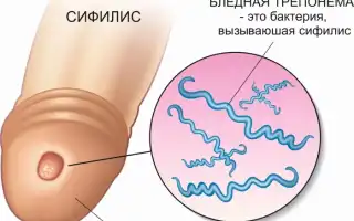 Распространяется ли сифилис через контакт с человеческой слюной?
