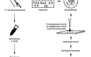Особенности и применение цитогенетического метода в научных и медицинских исследованиях