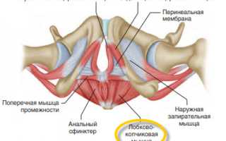Строение, функции и эффективные упражнения для тренировки лобково-копчиковой мышцы.