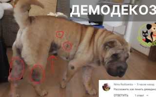 Симптомы, диагностика и лечение венерических заболеваний у собак