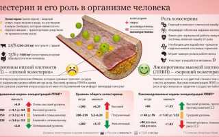 Холестерин: его роль в организме и важность для работы органов