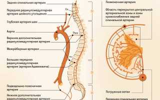 Строение и функции проводящих путей спинного мозга: основная информация, которую стоит изучить
