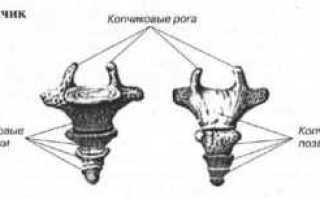 Срок больничного при переломе копчика со смещением: как оформляется и оплачивается