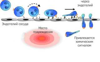 Роль и значение эозинофилов в крови: функции и значение элемента анализа крови.