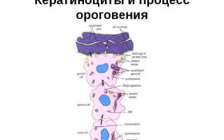 Что означает атрофический тип мазка и как его определить