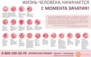 Состояние мамы и развитие ребенка на 17 неделе беременности