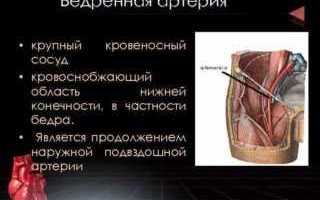 Где находится и проходит бедренная артерия у человека: фото и проекция, ветви, место пульсации