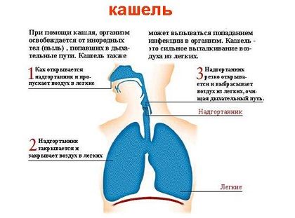 Как избавиться от кашля