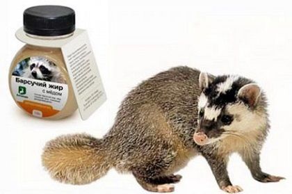 Лечение бронхита барсучьим жиром