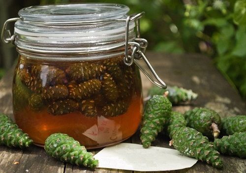 varenie-iz-sosnovyx-pochek