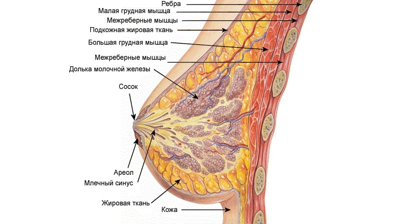 Строение груди