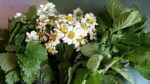 Травяной сбор – мята, тысячелистник, ромашка Травяной сбор – мята, тысячелистник, ромашка