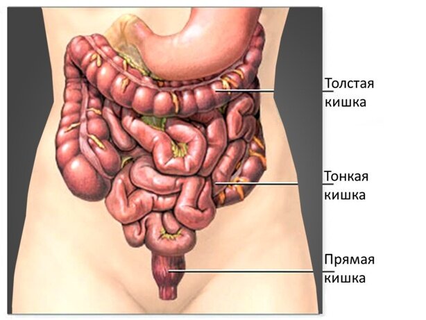Кишечник человека Кишечник человека