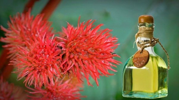 Касторовое масло Касторовое масло