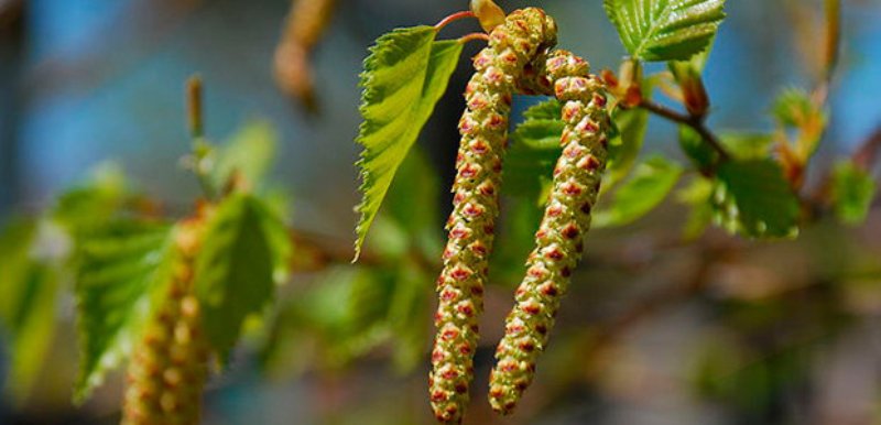 Березовые почки