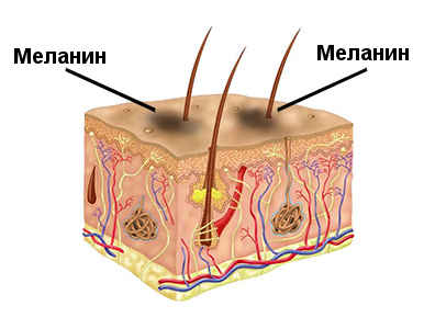 chto-takoe-melanin