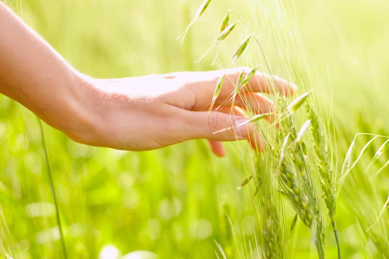 Рука в траве