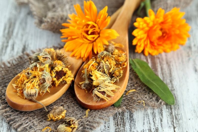 Цветы календулы