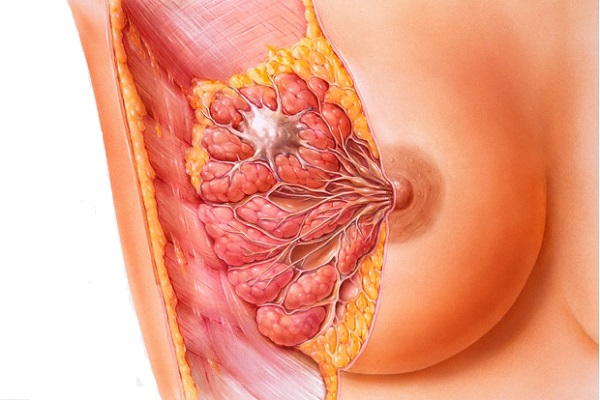 грудь в разрезе