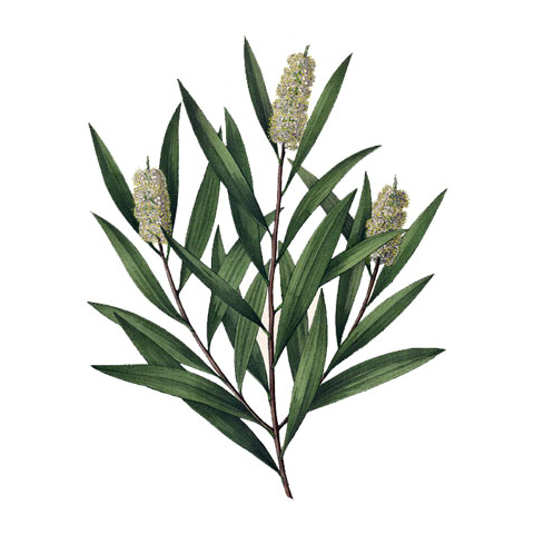 maslo iz chajnogo ot gribka