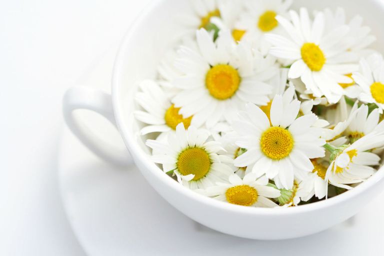Ромашка против жирности кожи